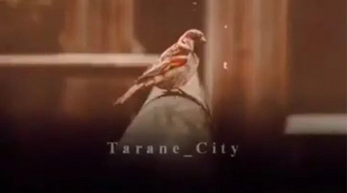 گنجشکک اشی مشی